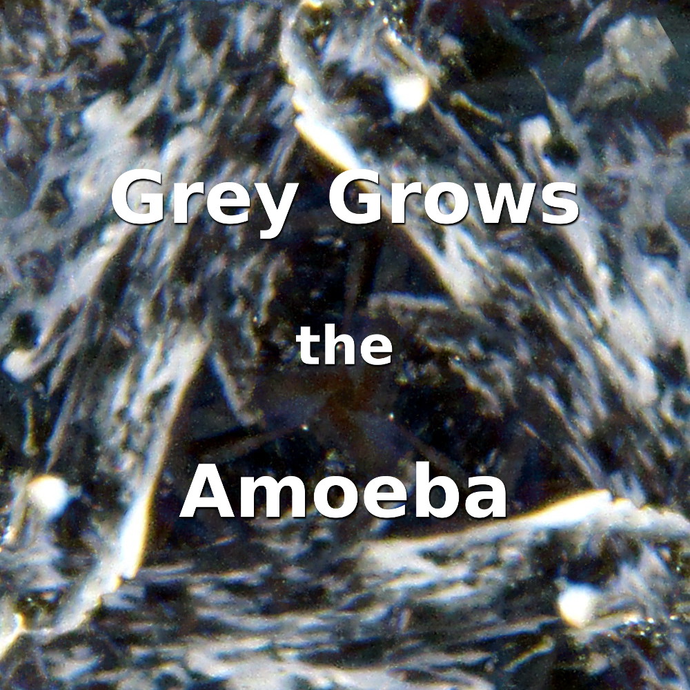 Grey Grows the Amoeba
